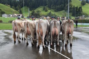 Finalistinnen Schneuterwahl Erstmelk